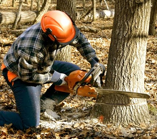 Tree Removal in Drennen, WV